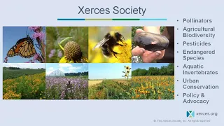 Dr. Stephanie Frischie - Enhancing Beneficial Insects With Pollinators