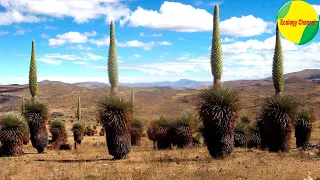 11 Plantas en Peligro de Extinción en el Perú