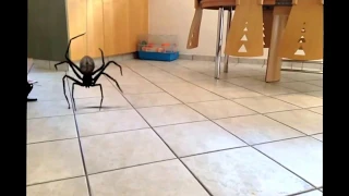 Spider Attack [Montage]