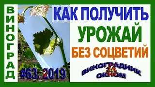 🍇 Если нет соцветий. Майский СЕКРЕТ  УРОЖАЯ винограда без соцветий. Ранняя прищипка побега.