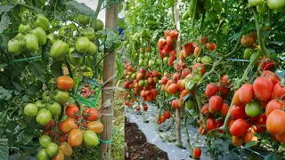 Tomato growing techniques for beginner