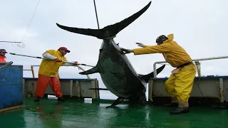 Most Satisfying Giant Swordfish Fishing Videos - Big Catch Swordfish Strongest on The Sea