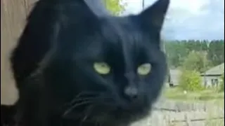Умный кот Чернуха пробежался по своим  местам 😻