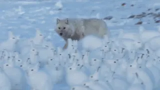 Волк против ТЫСЯЧИ зайцев! Кто победит?