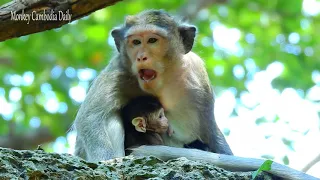 Monkey sits silently and hugs cute tiny baby