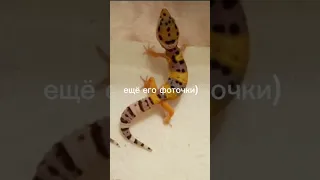 Перецвет малыша) на 200 подписчиков обзор на всех малявок) #эублефар #reptile #lizard