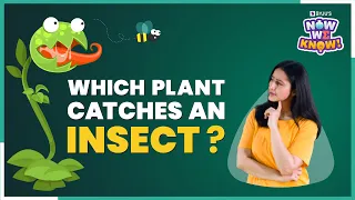 Can An Insectivorous Plant 🌱 Be Green In Colour? |Hunter Plants | Carnivorous Plants #BYJUSNowWeKnow