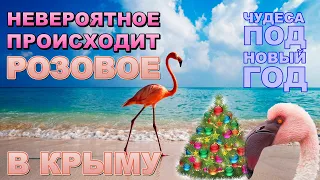 Крым 2020 Операция Розовый Фламинго Межводное