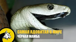 Самая опасная змея в мире! Интересные факты о черной мамбе