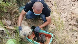 Rescue poor mother dog who had just given birth to three puppies in a sewer pipe in the wasteland