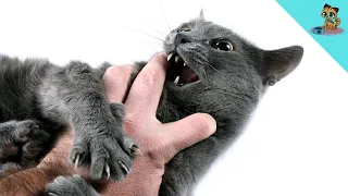 NEVER Ignore These Symptoms If Your Cat Bites You! (Dangerous)