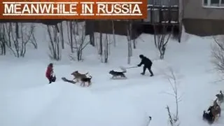 Guy Saves Girl From Pack Of Wild Dogs