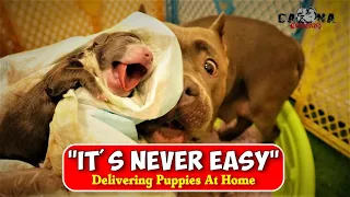 How We Deliver Our Caona Bully Puppies At Home | The Essentials + Delivery