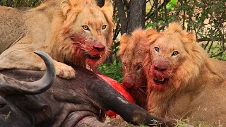 Sohebele male lions killing a buffalo