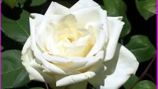 "Les Roses Blanches" pour MAMAN