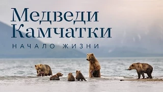 Фильм «Медведи Камчатки. Начало жизни»