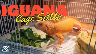 Iguana Cage Setup!!! Iguana Basic Care