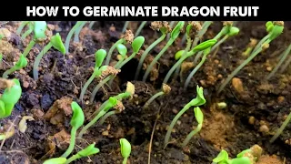 How To Germinate Dragon fruit  Seeds Fast | ​Starting Seeds or Growing Seedlings at Home | Gardening