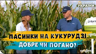 Пасинки на кукурудзі: добре чи погано?