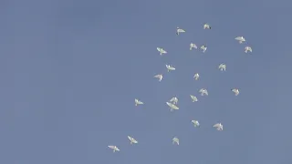 полёт Будапештских высоколётных голубей 27 12 2021г 2