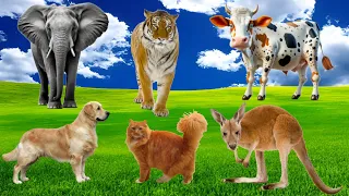 Wild Animal Sounds In Nature: Tiger, Kangaroo, Cow, Lion, Toad, Cat, Monkey,Dog,... - Animal Moments