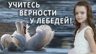 Красивый стих "Учитесь верности у лебедей" Читает Диана Ловчиновская (Diana Lovchinovska)