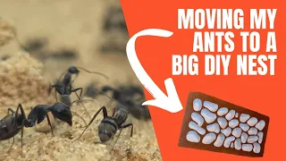 Moving my BIG African ant colony to a DIY Ytong nest.