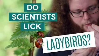 Do Scientists Lick Ladybirds? | Wytham Woods