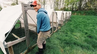 STRESS FREE Chicken Tractor