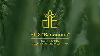 Научно-производственное хозяйство "Калинина" - ФГБНУ "НЦЗ им. П.П. Лукьяненко"