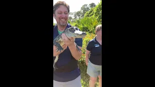 Rehabbed alligator released back into the wild on Jekyll Island