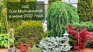 Июнь в саду Оли Молчановой 🌿 Цветение рододендронов 🌿 Хвойные 🌿