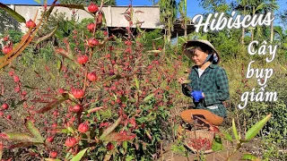 Herbs in garden | Эпизод 2 | Гибискус: витамин С лета | Little Garden