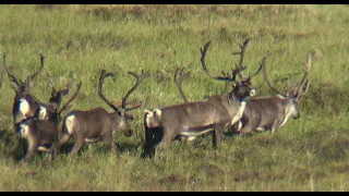 North Slope of Alaska Caribou Adventure