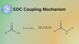 EDC Coupling Mechanism | Organic Chemistry