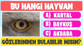 HAYVAN BULMACA YARIŞMASI : 10 Hayvandan Kaçını Bulabilirsin? Eğlenceli Hayvan Bulmacaları