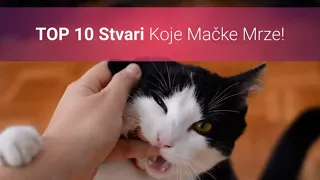 🐈 Što Mačke Mrze? Top 10 Stvari Koje Ljudi Rade Mačkama, A Mačke Ih Mrze!