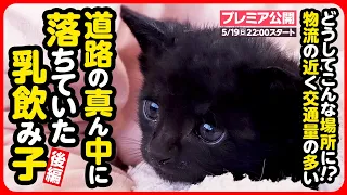 【子猫 保護】道路の真ん中に落ちていた乳飲み子...血便で5日間連続点滴通院【後編】