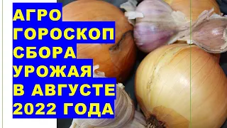 Агрогороскоп сбора урожая чеснока, лука, картофеля других овощей, плодов и ягод на август 2022