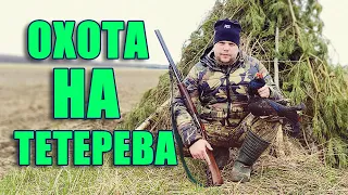 Охота на тетерева на току. Охота в Беларуси