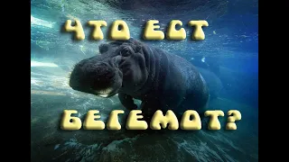 ЧТО ЕСТ БЕГЕМОТ ? ИНТЕРЕСНЫЕ ФАКТЫ О БЕГЕМОТАХ!