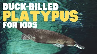 Duck-billed Platypus for Kids | Learn all about this curious mammal