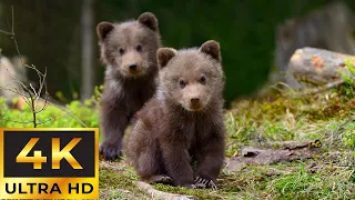 Melodic Wildlife Symphony Relaxing Piano Music and Baby Animal Scenes (4K)