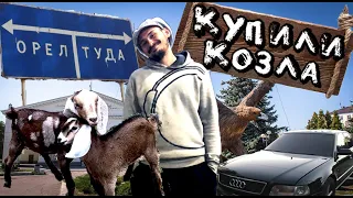 У нас появился вожак! Купили чистопородного англо-нубийского козла! Проехали 200 км за мечтой!