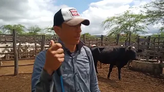 FEIRA DO GADO EM OURICURI PERNAMBUCO, DIA 25/04/2024. #gado #agro