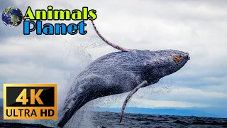 Animals video | jungle animals | 4k ultra hd 2160p 60fps | 🌍Animals planet 4k