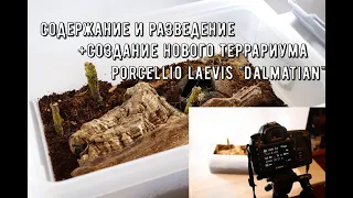 Содержание, Разведение и Создание террариума для Porcellio laevis "Dalmatian"