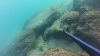 spearfishing israel apnea diving צלילה חופשית דייג