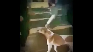 CapCut hapy dog 🦮 dog dogsoftiktok dogs funny funnyvideos _R