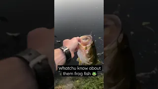 Topwater frog fishing in Florida BIG POND BASS